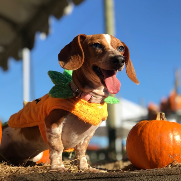 Meet your Posher, Maegan - Picture 4 of 6